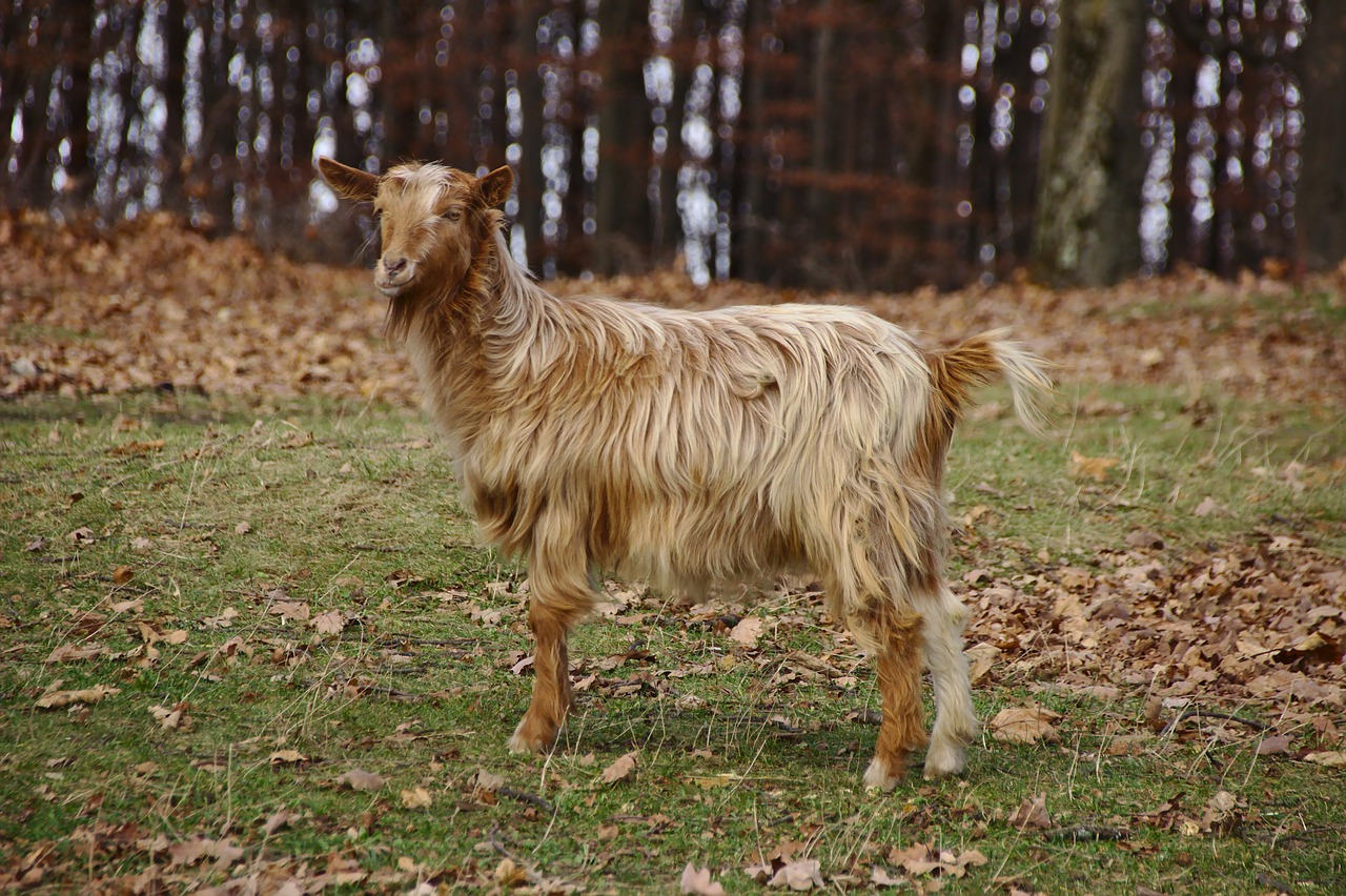 goat  pet  mammalian free photo