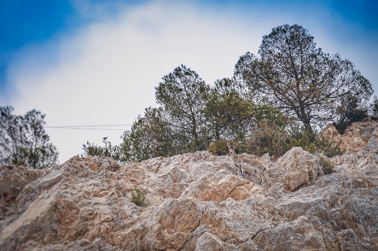 goat  mountain  horns free photo