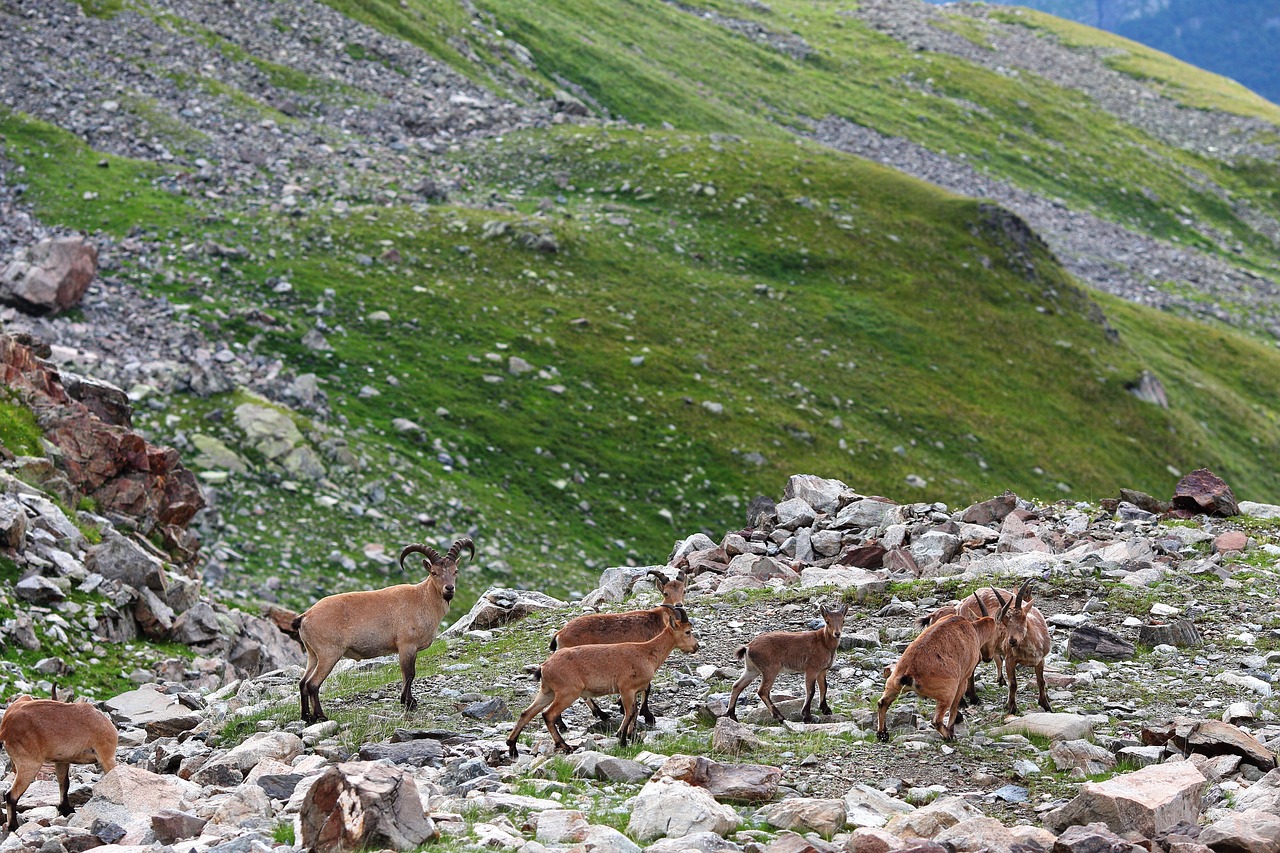 goat  mountain  horn free photo