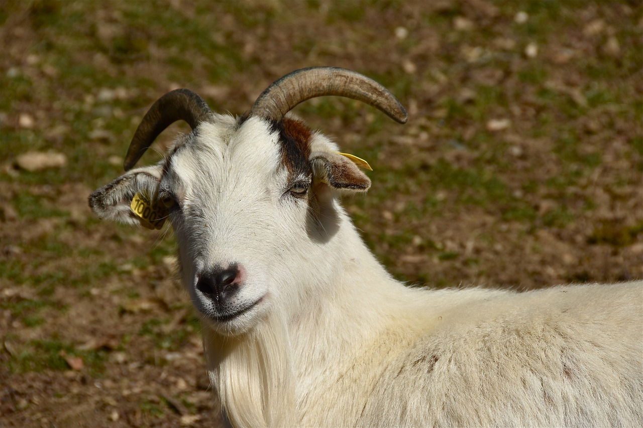 goat  biquette  animal free photo