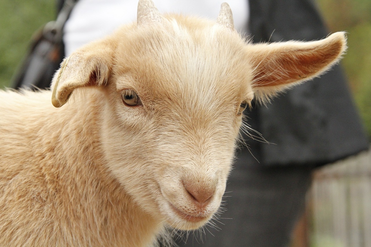 goat lamb zoo free photo