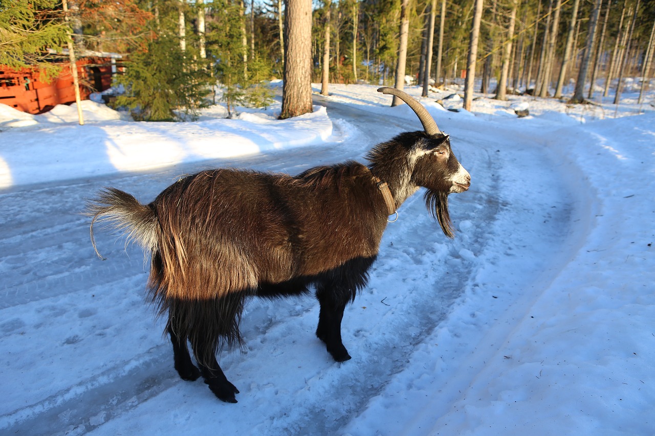 goat  claus  mammal free photo