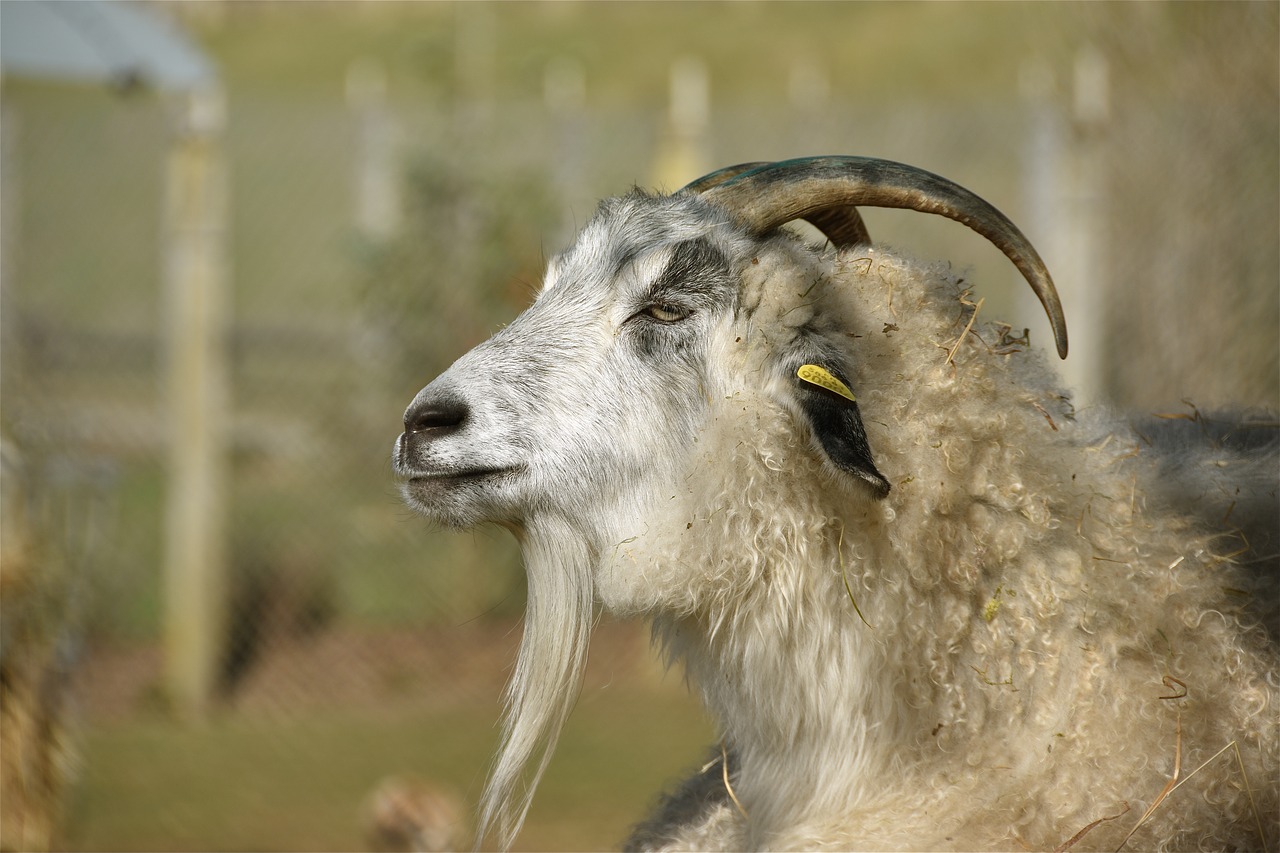 goat  horns  cornu free photo