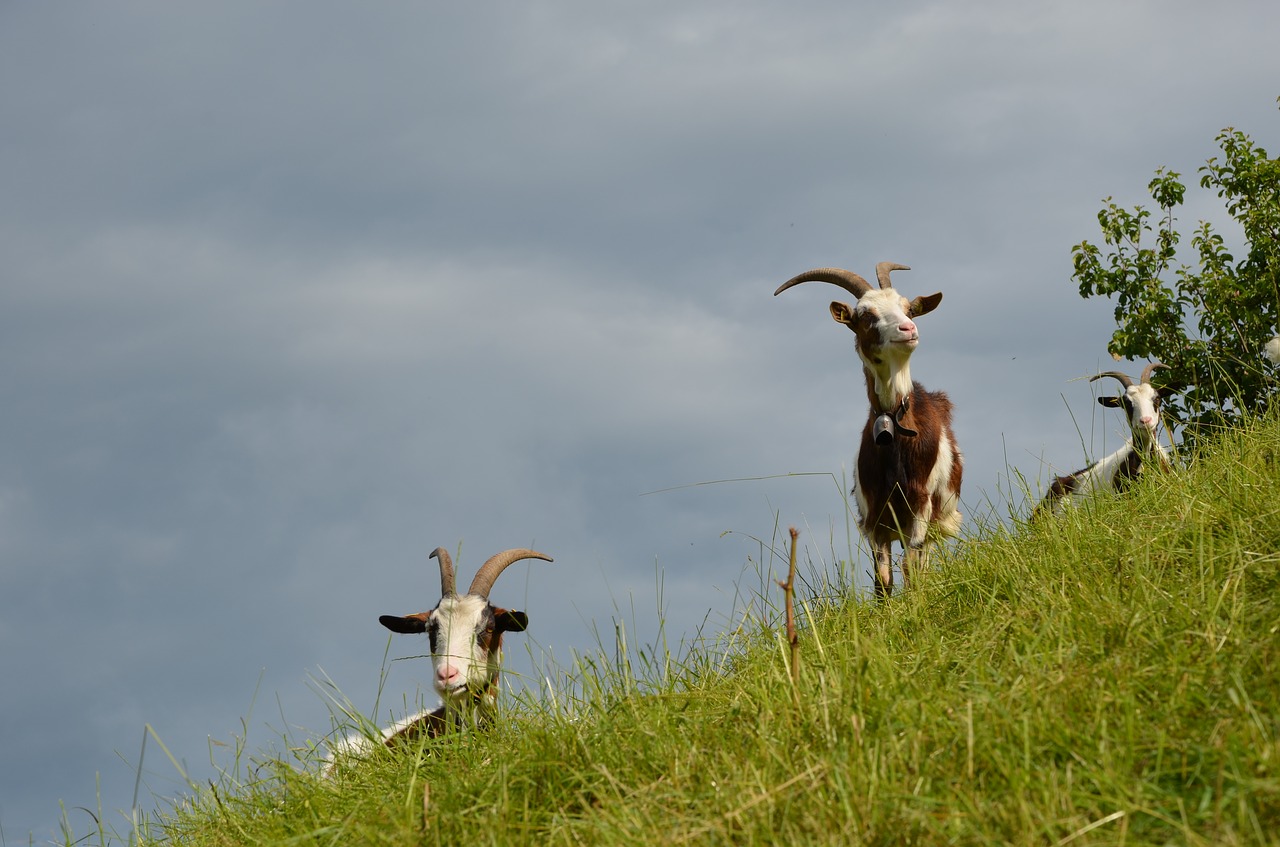 goat  animal  horns free photo