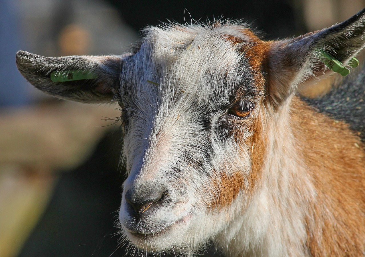 goat  domestic goat  goat's head free photo