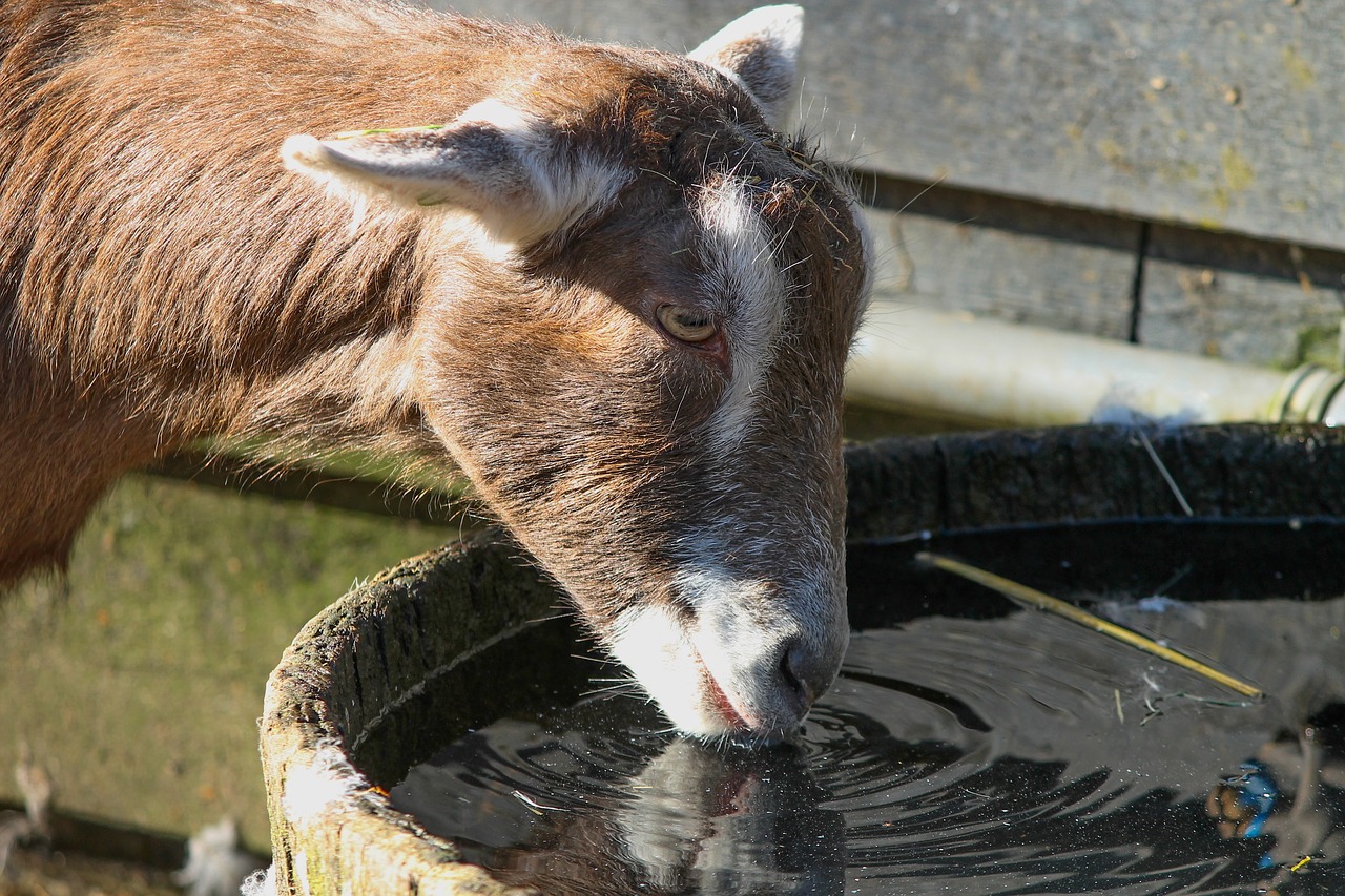 goat  drink  water free photo