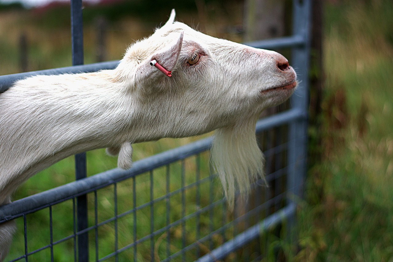 goat  billy  buck free photo