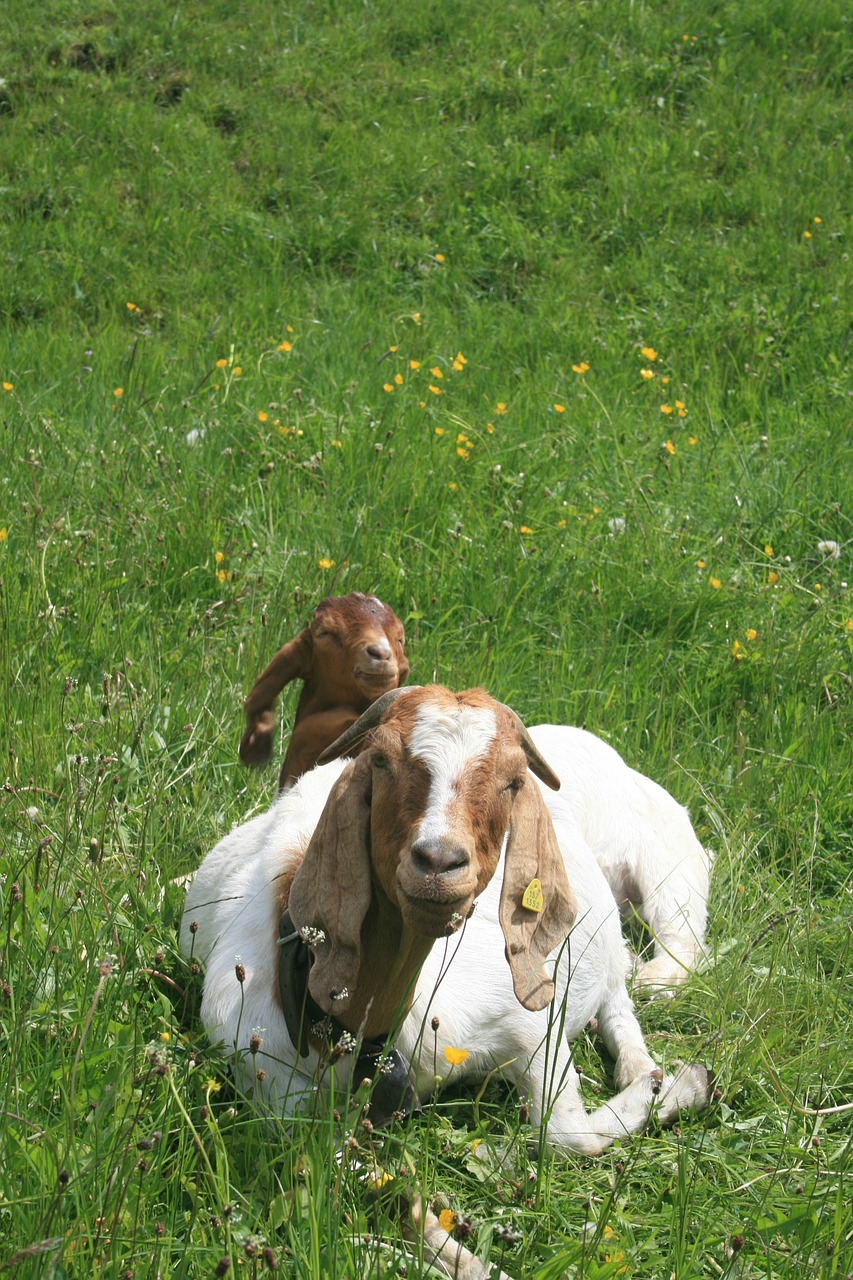 goat kid farm free photo