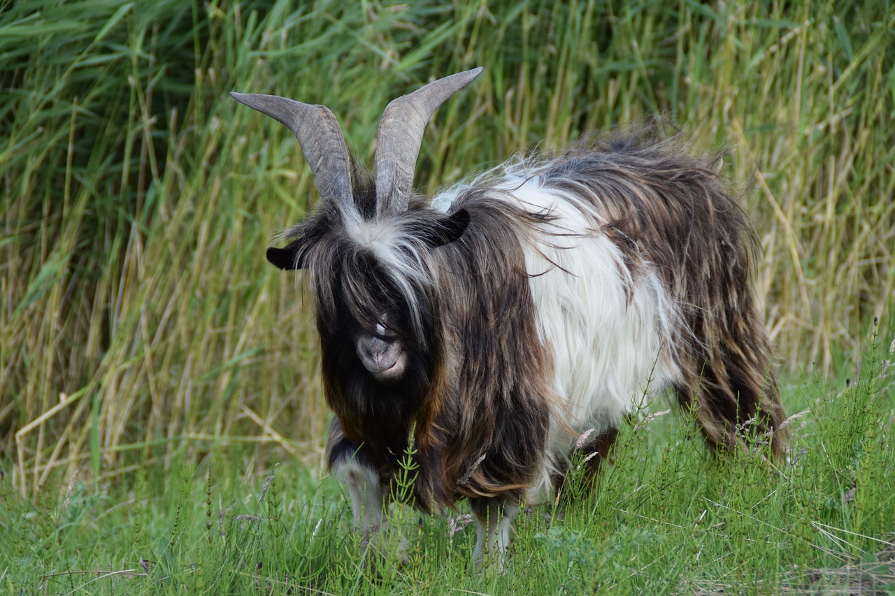 goat  goats  cattle free photo