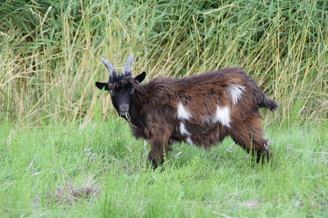 goat  goats  cattle free photo