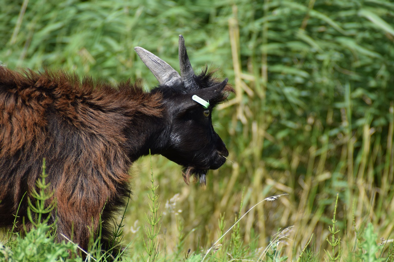 goat  goats  cattle free photo