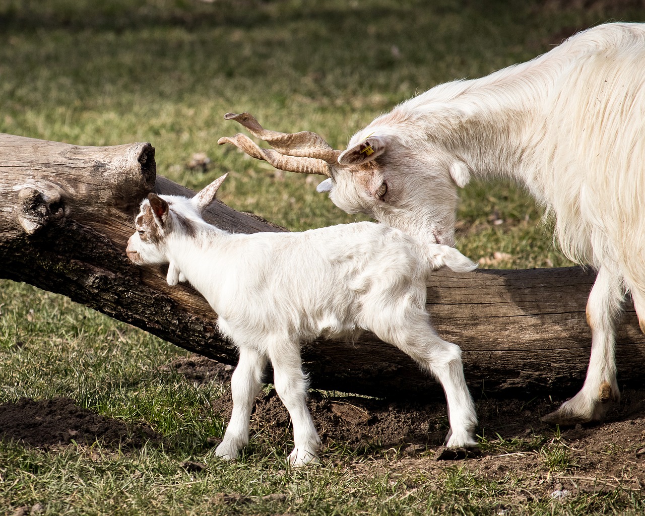 goat  mammal  animal free photo