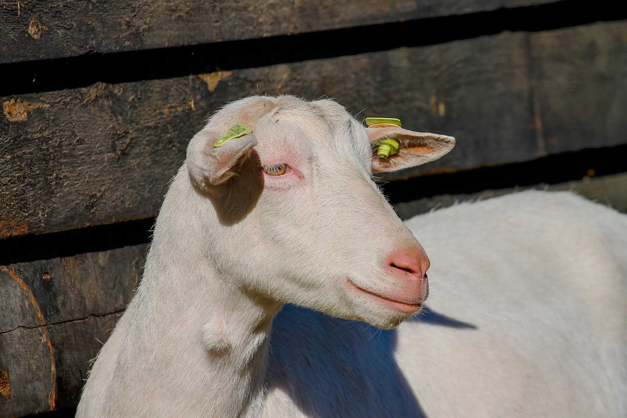 goat  domestic goat  young free photo