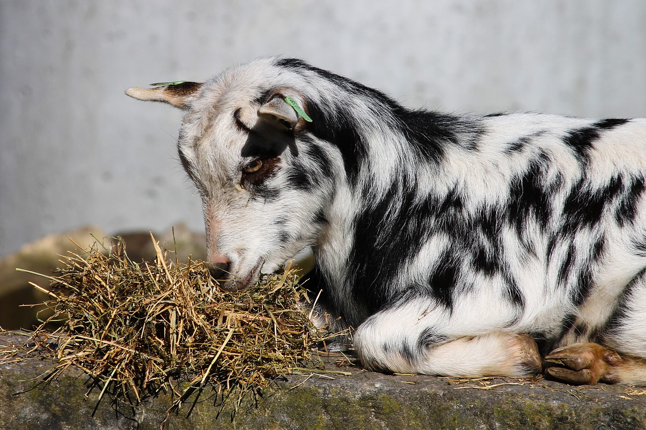 goat  domestic goat  young free photo
