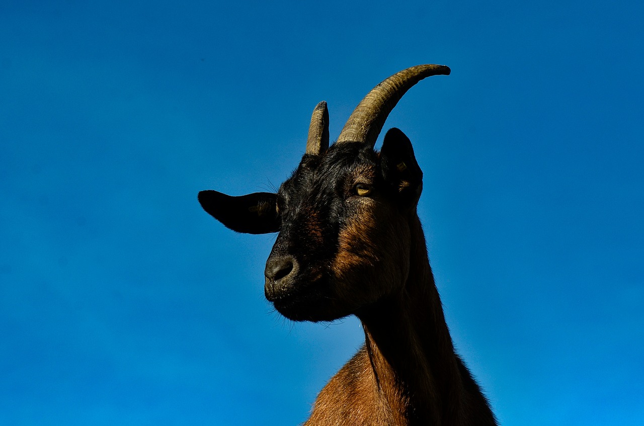 goat  animal  cattle free photo