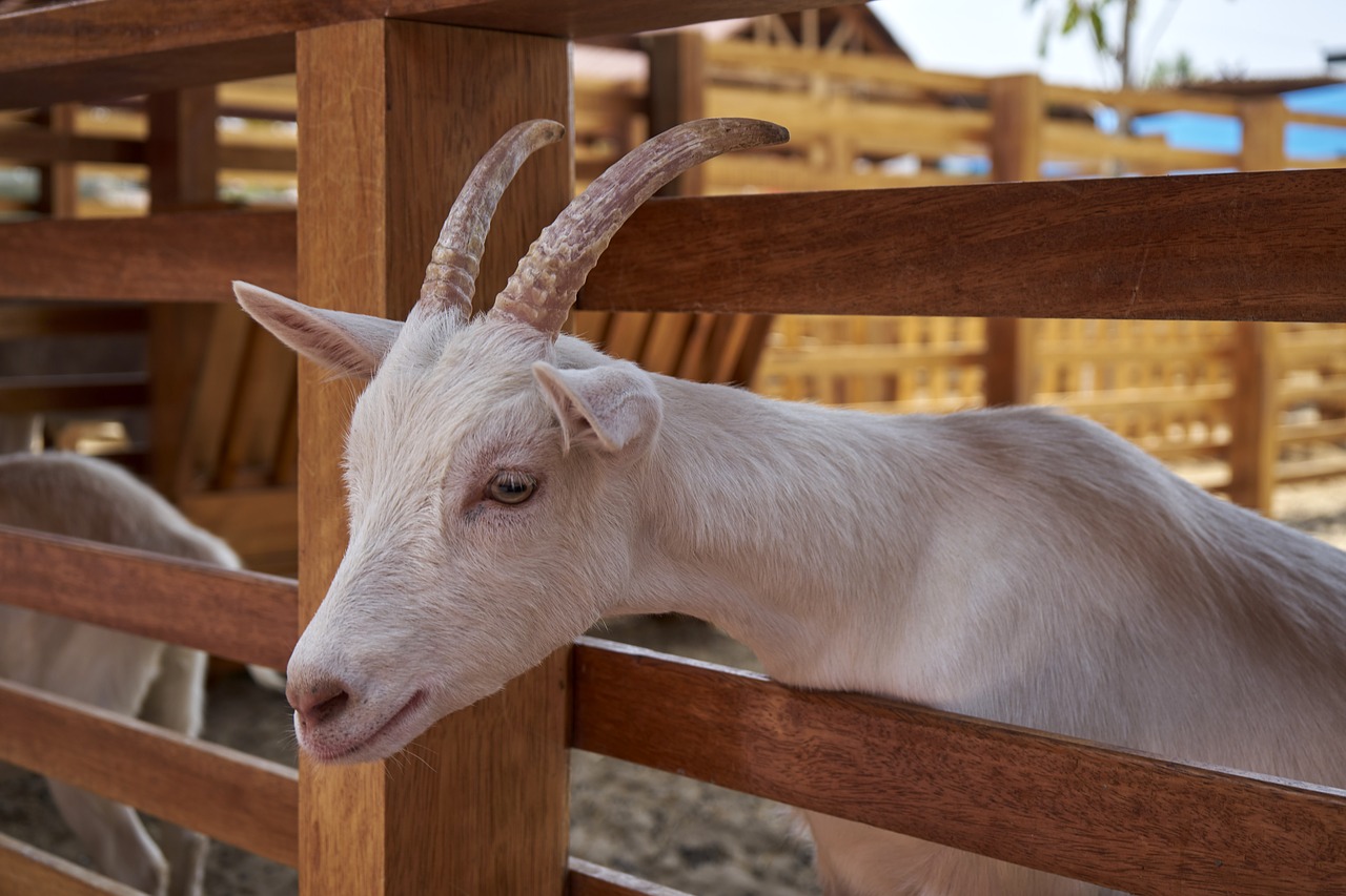 goat  mammals  livestock free photo