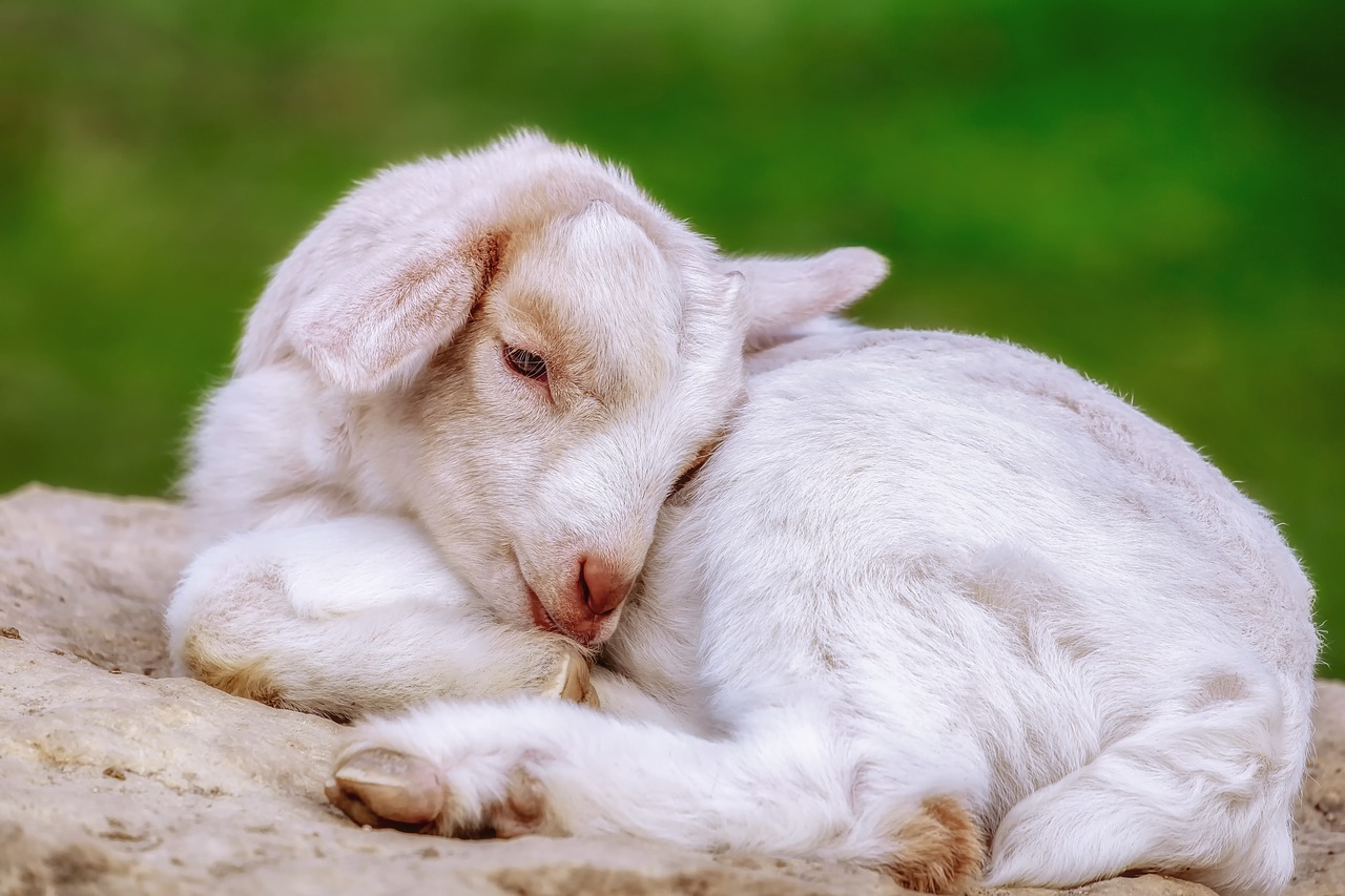 goat  kitz  animal free photo