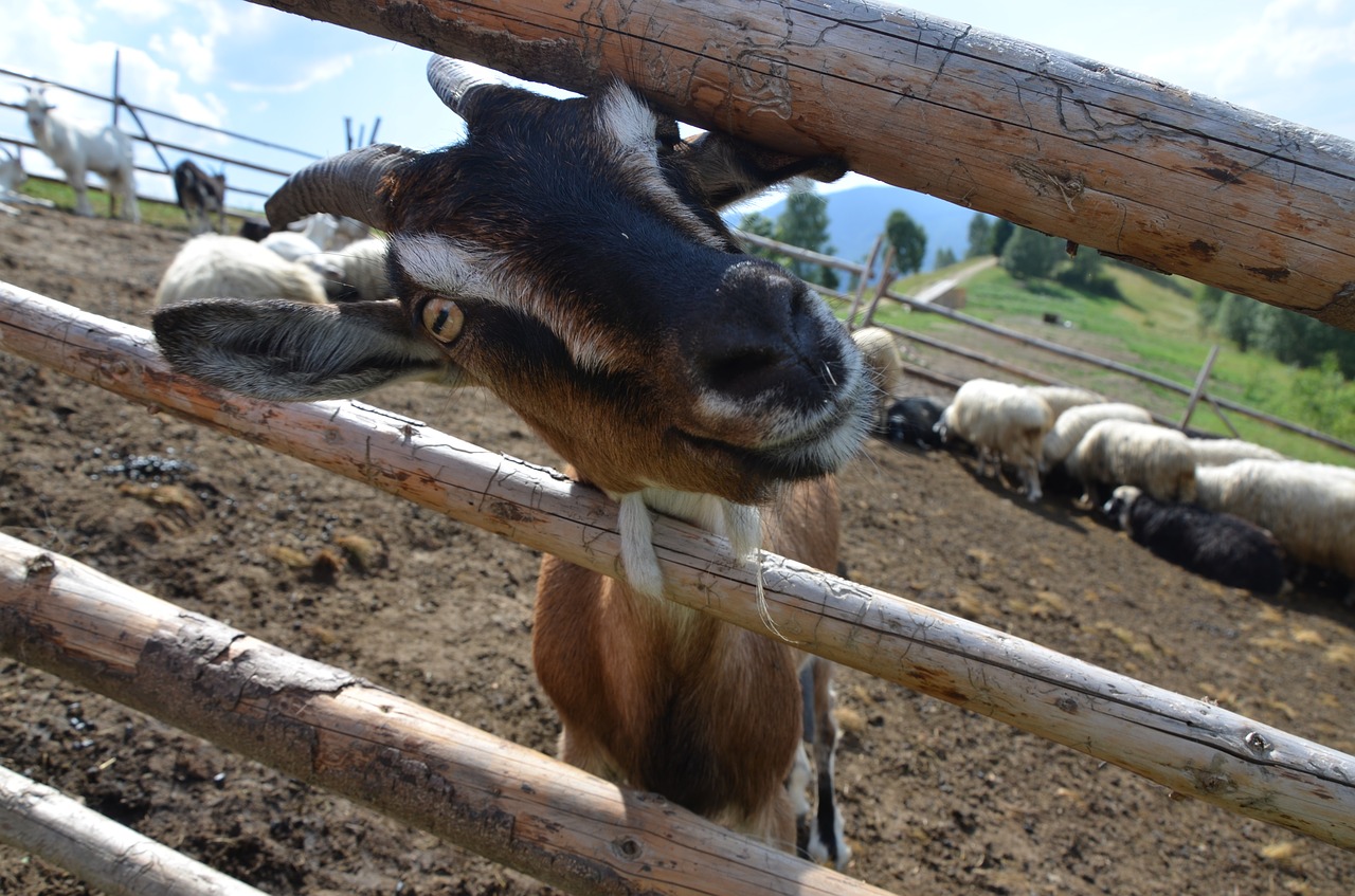 goat  animal  cattle free photo