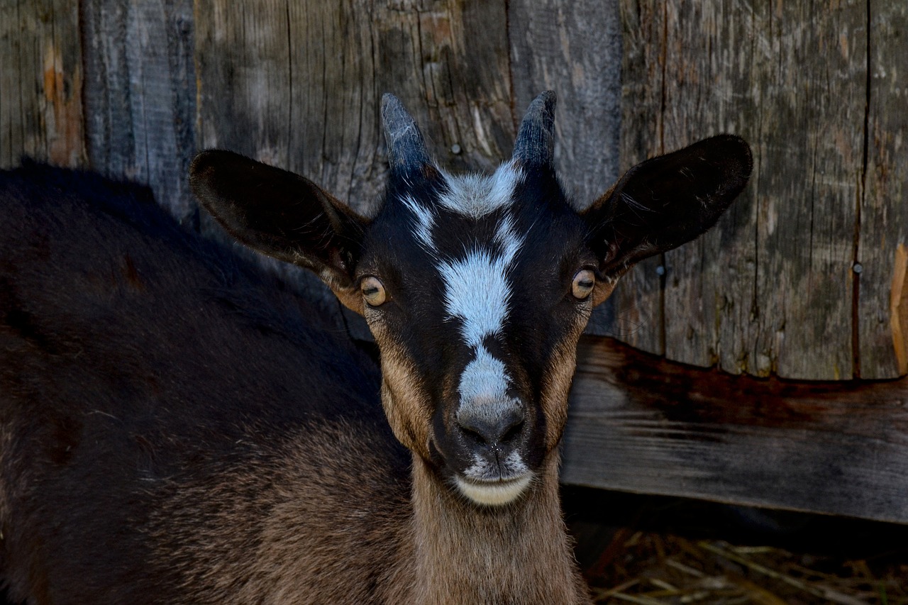 goat  animal  animal world free photo