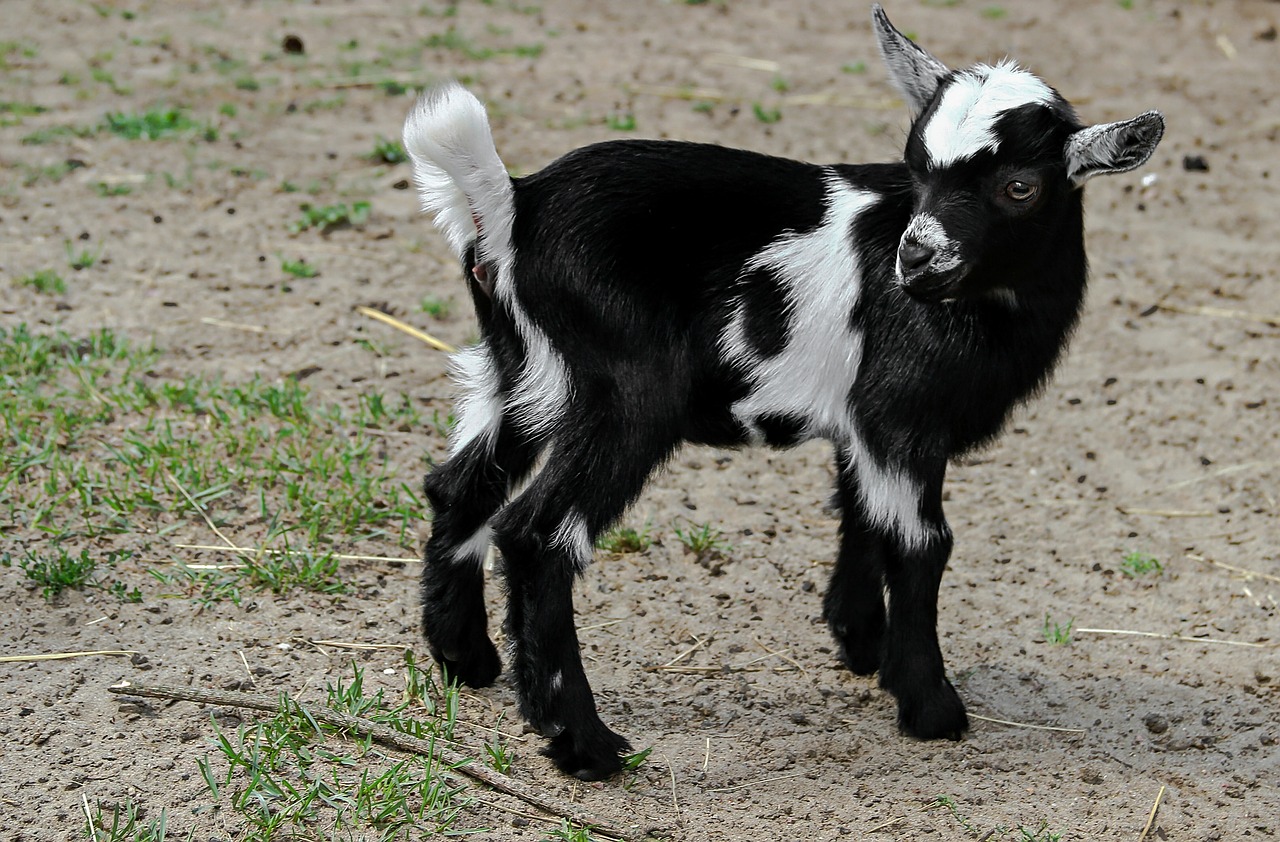 goat  horns  black free photo