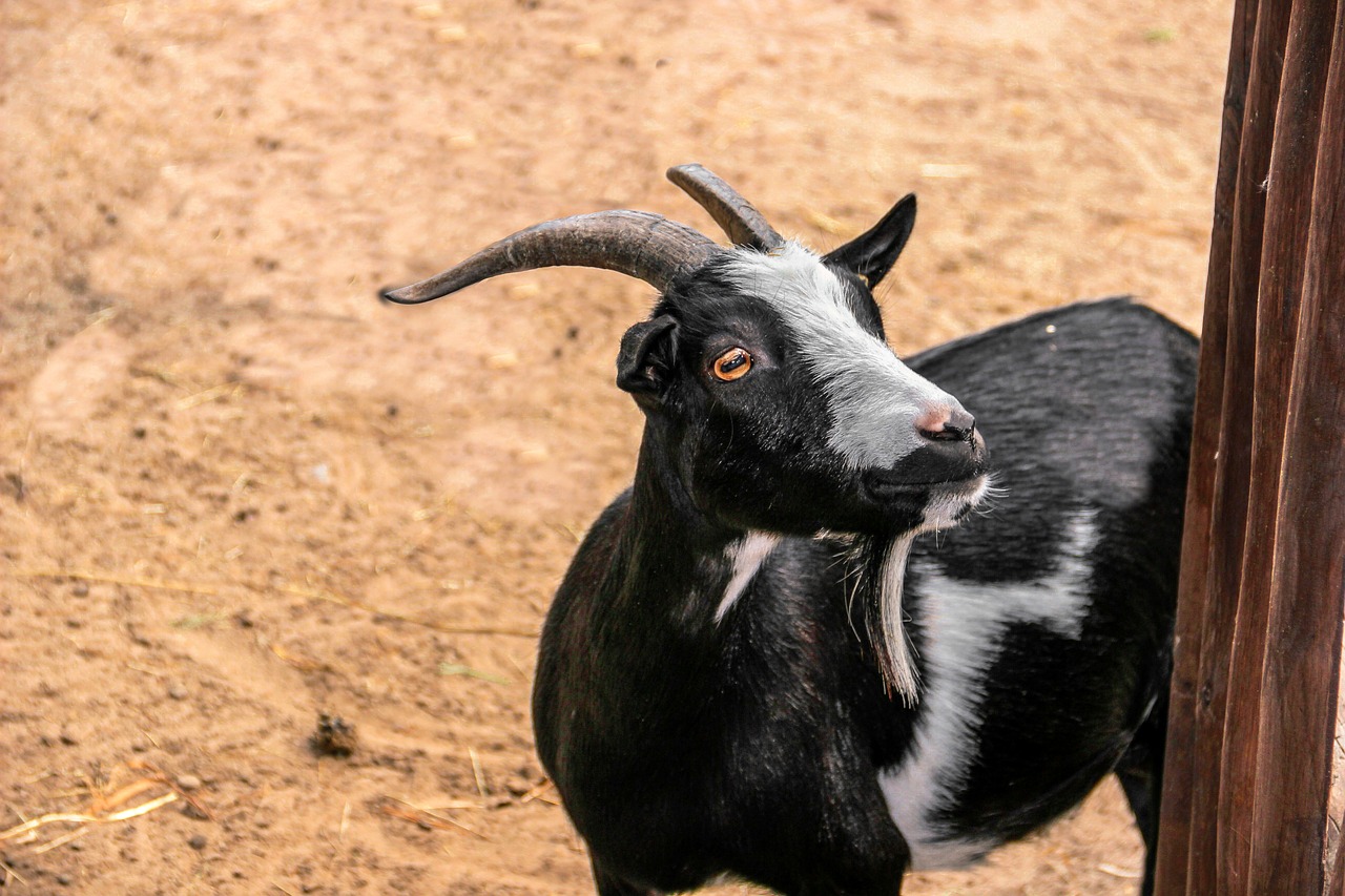 goat  horns  wood free photo