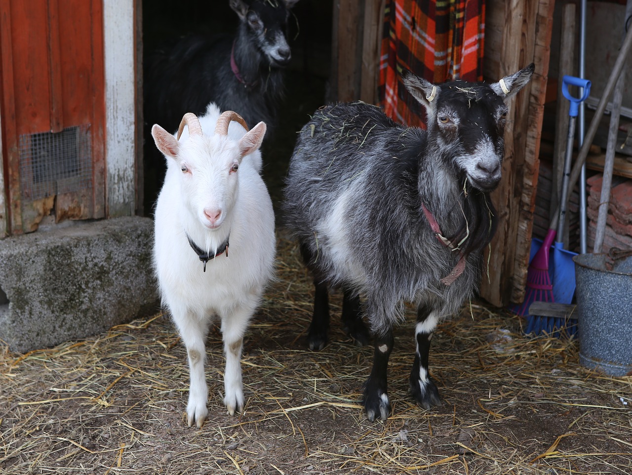 goat  kid  domestic animal free photo