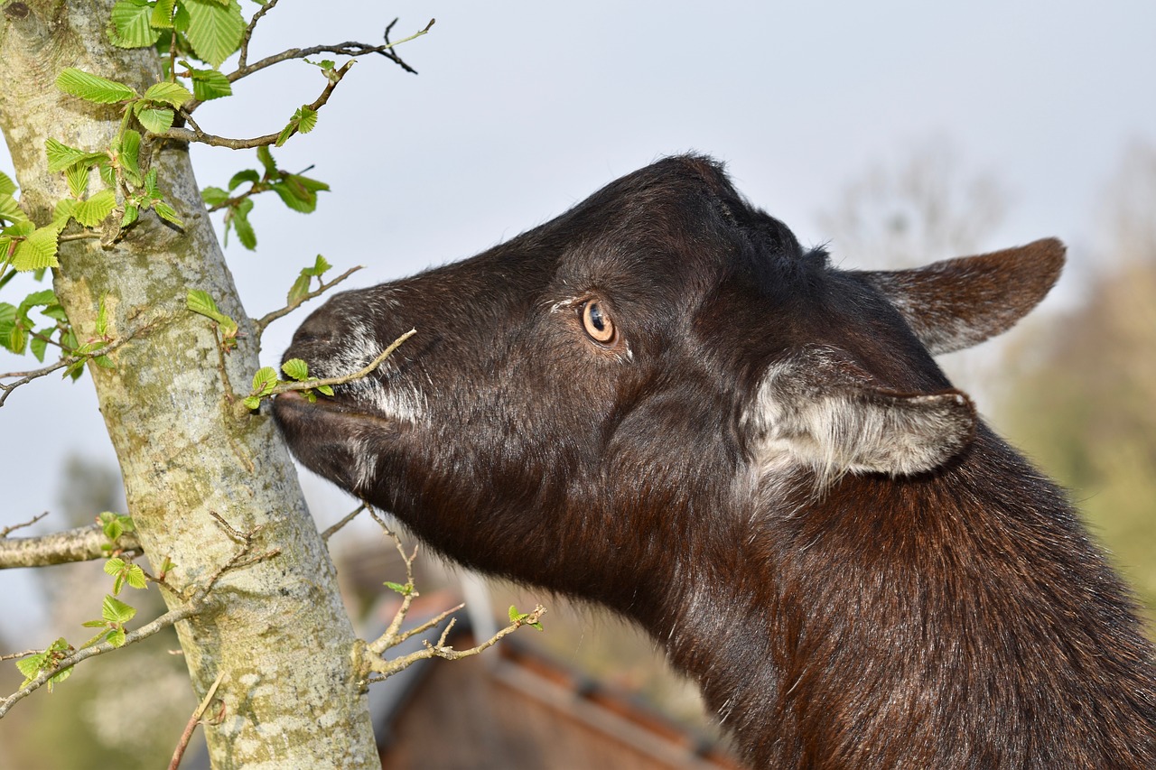 goat  animal  portrait of goat free photo