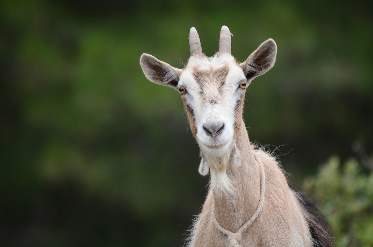 goat animal face free photo