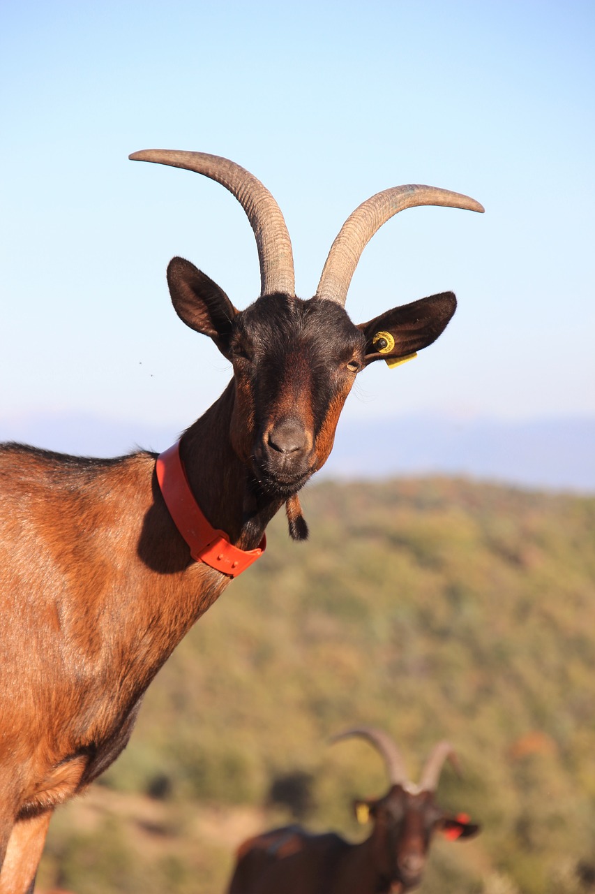 goat  farm  horns free photo