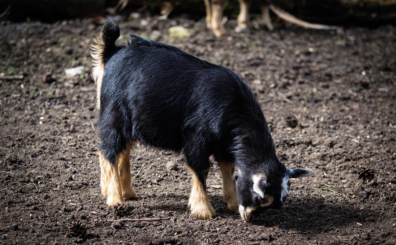 goat  baby goat  horns free photo