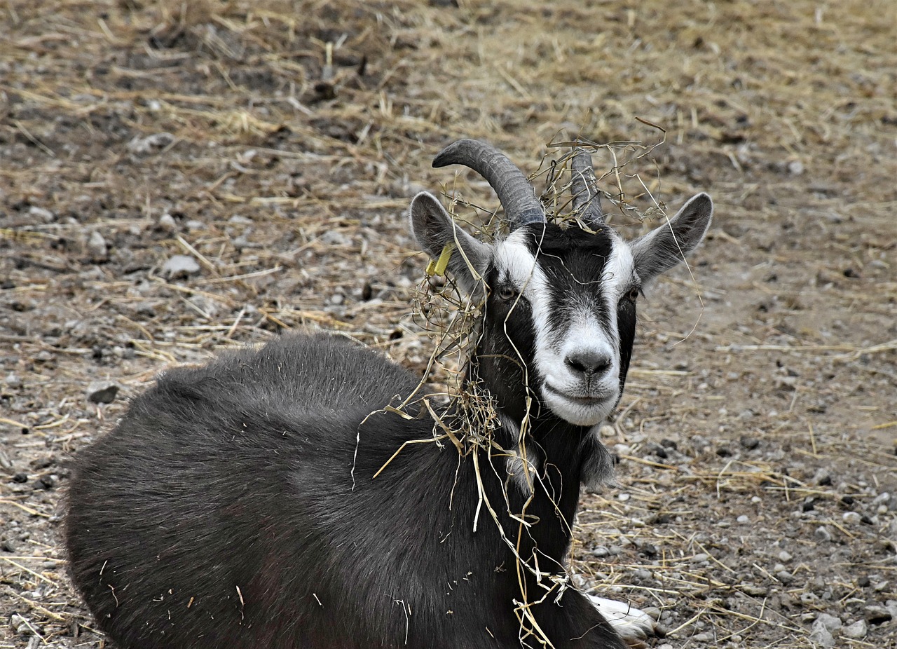 goat  horns  livestock free photo
