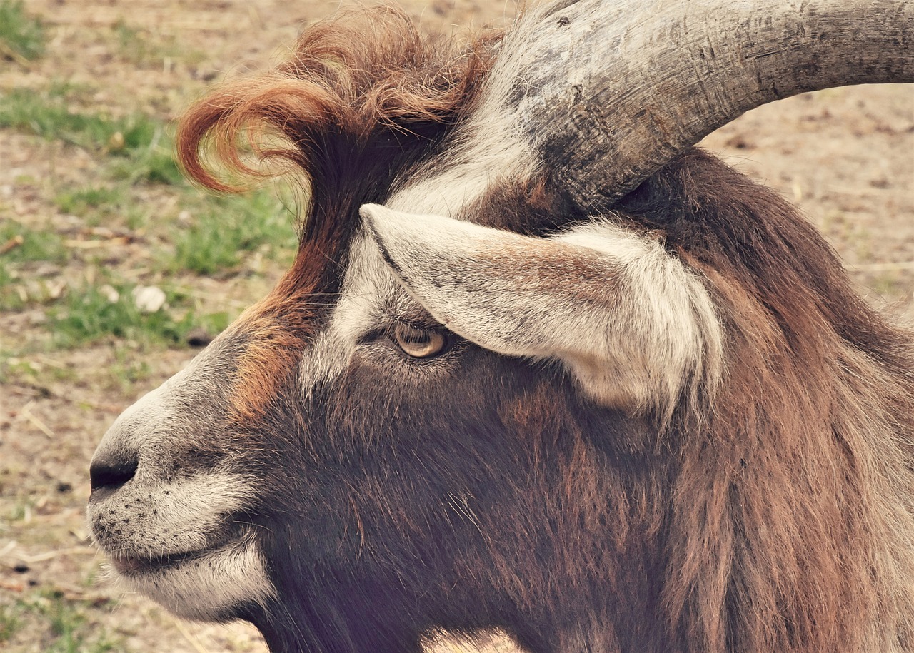 goat  billy goat  horns free photo