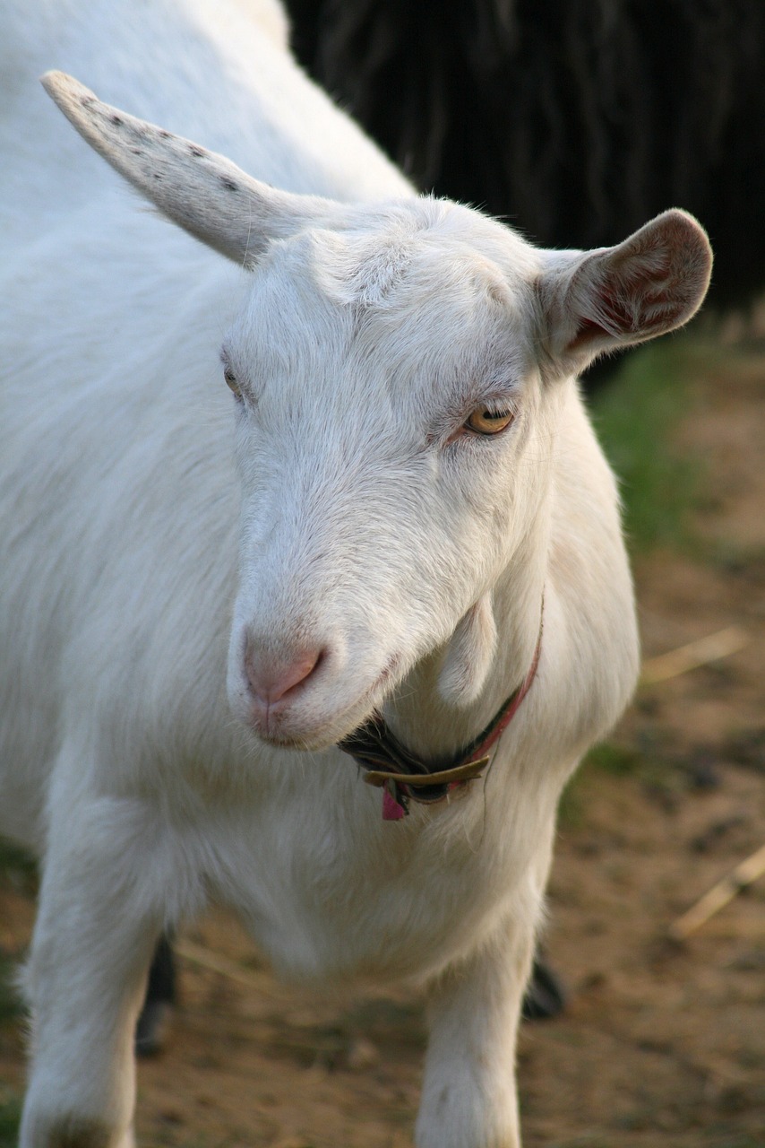 goat  barton  village free photo