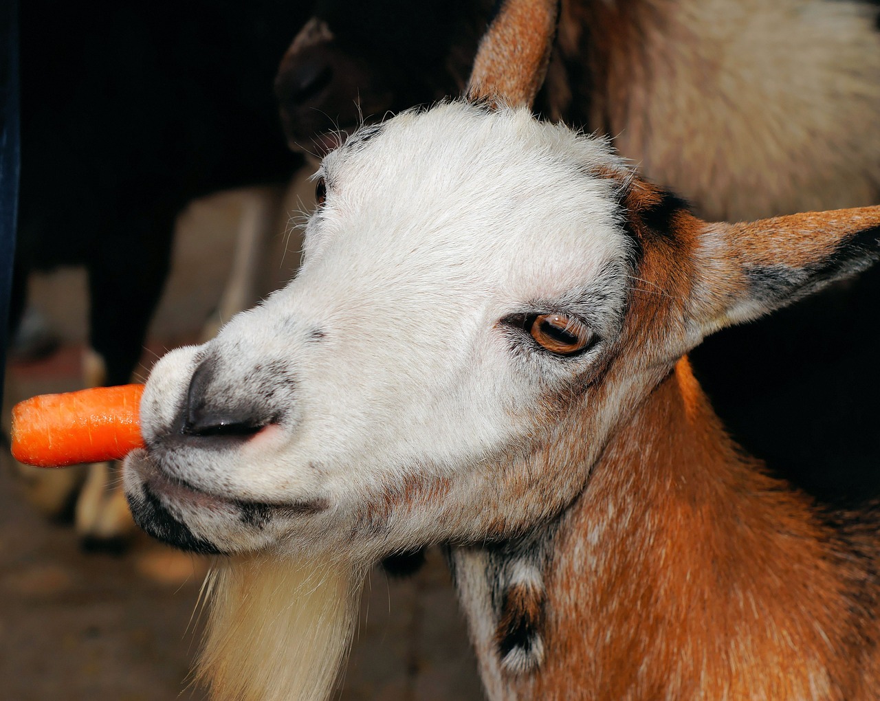goat pet livestock free photo