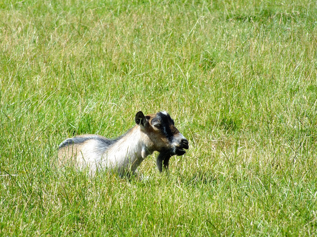 goat grass animal free photo