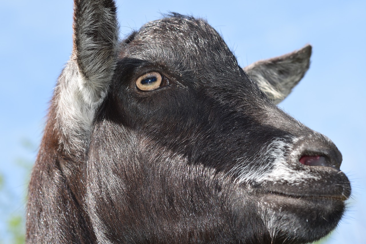 goat  eye of the goat  goat color black free photo