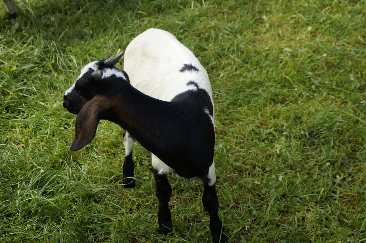 goat kid pet free photo