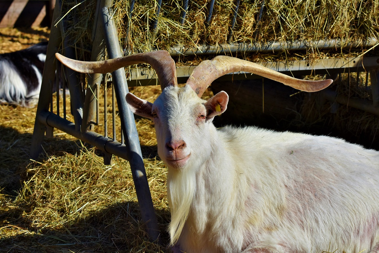 goat  billy goat  domestic goat free photo
