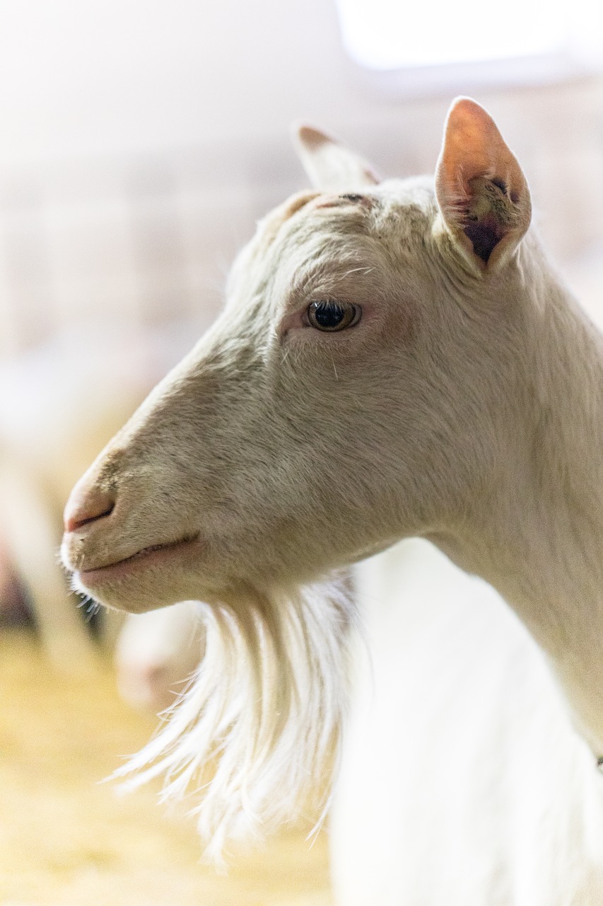 goat  farm  animal free photo