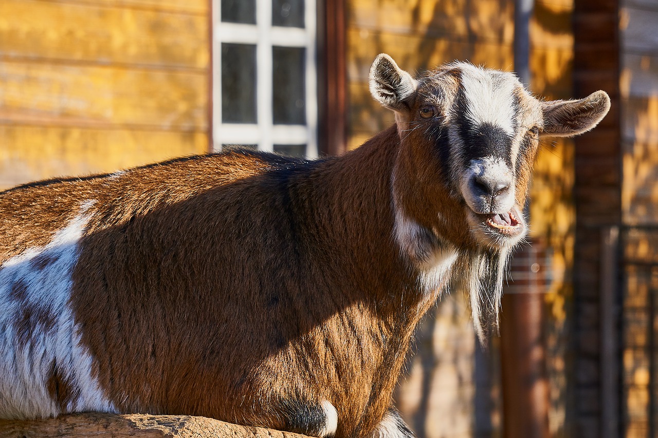 goat  goats  zoo free photo
