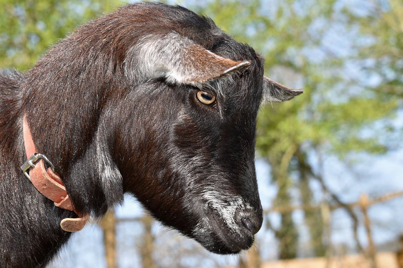 goat  portrait of goat profile  eye of the goat free photo
