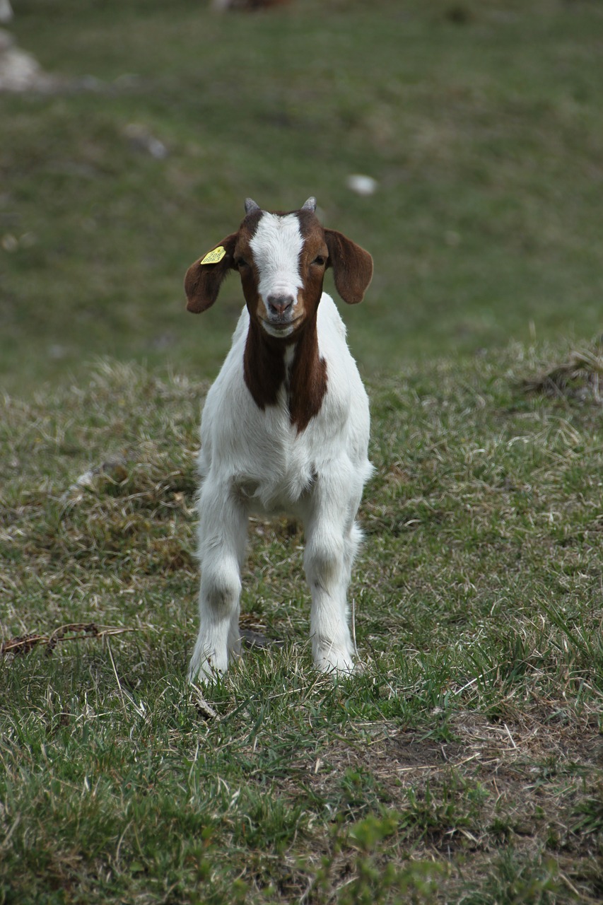 goat  animal  kid free photo