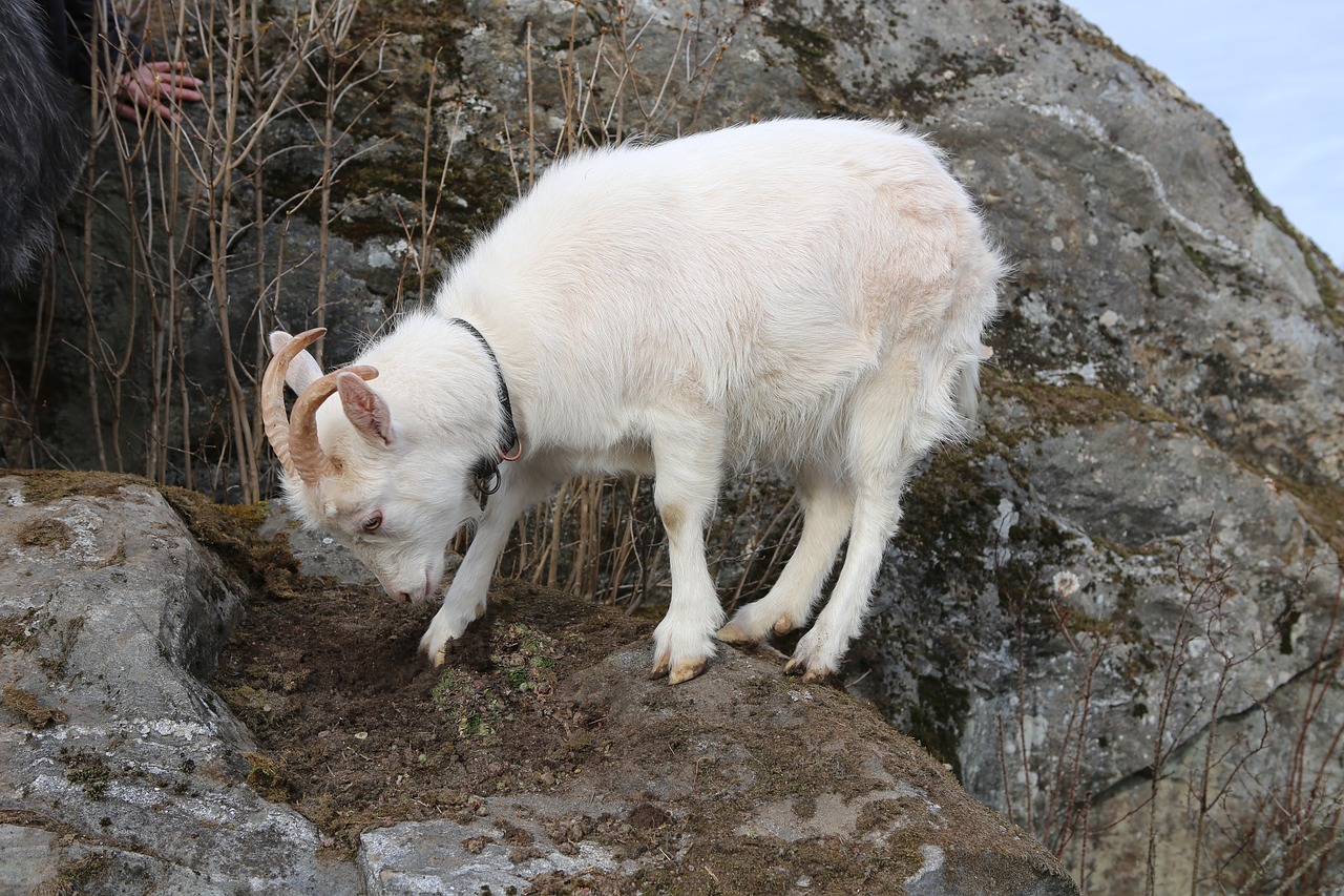 goat  mammal  kid free photo