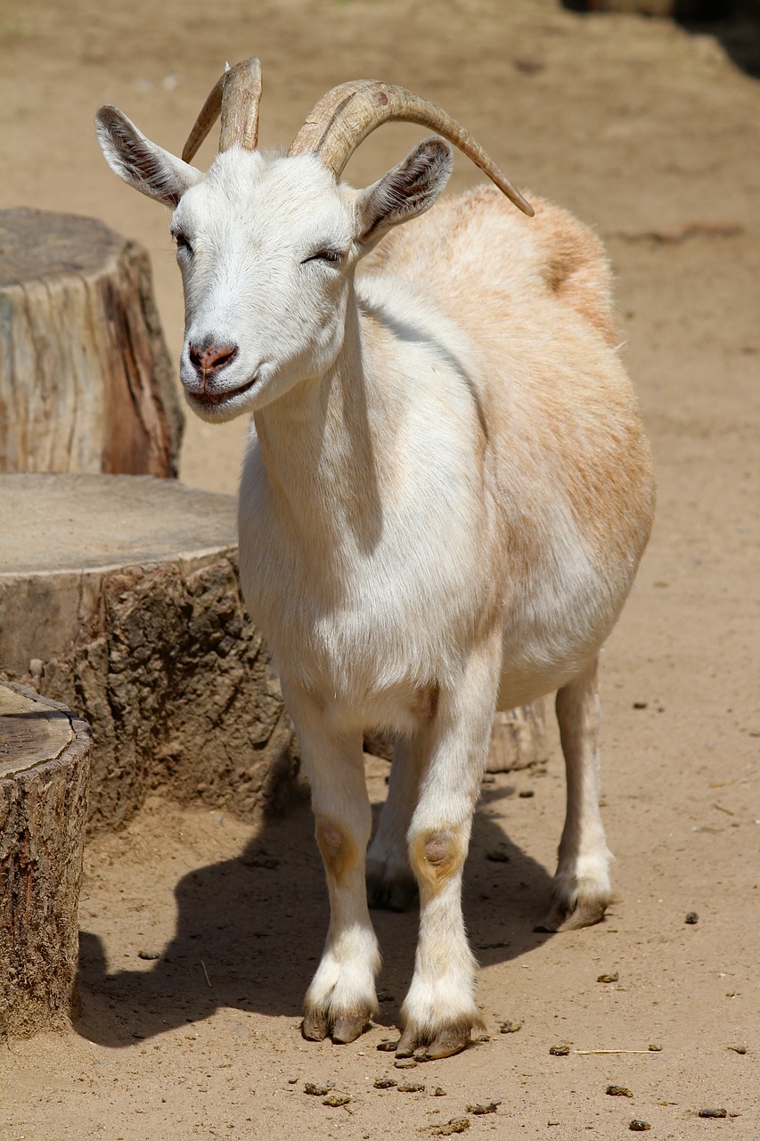goat  home  animal free photo