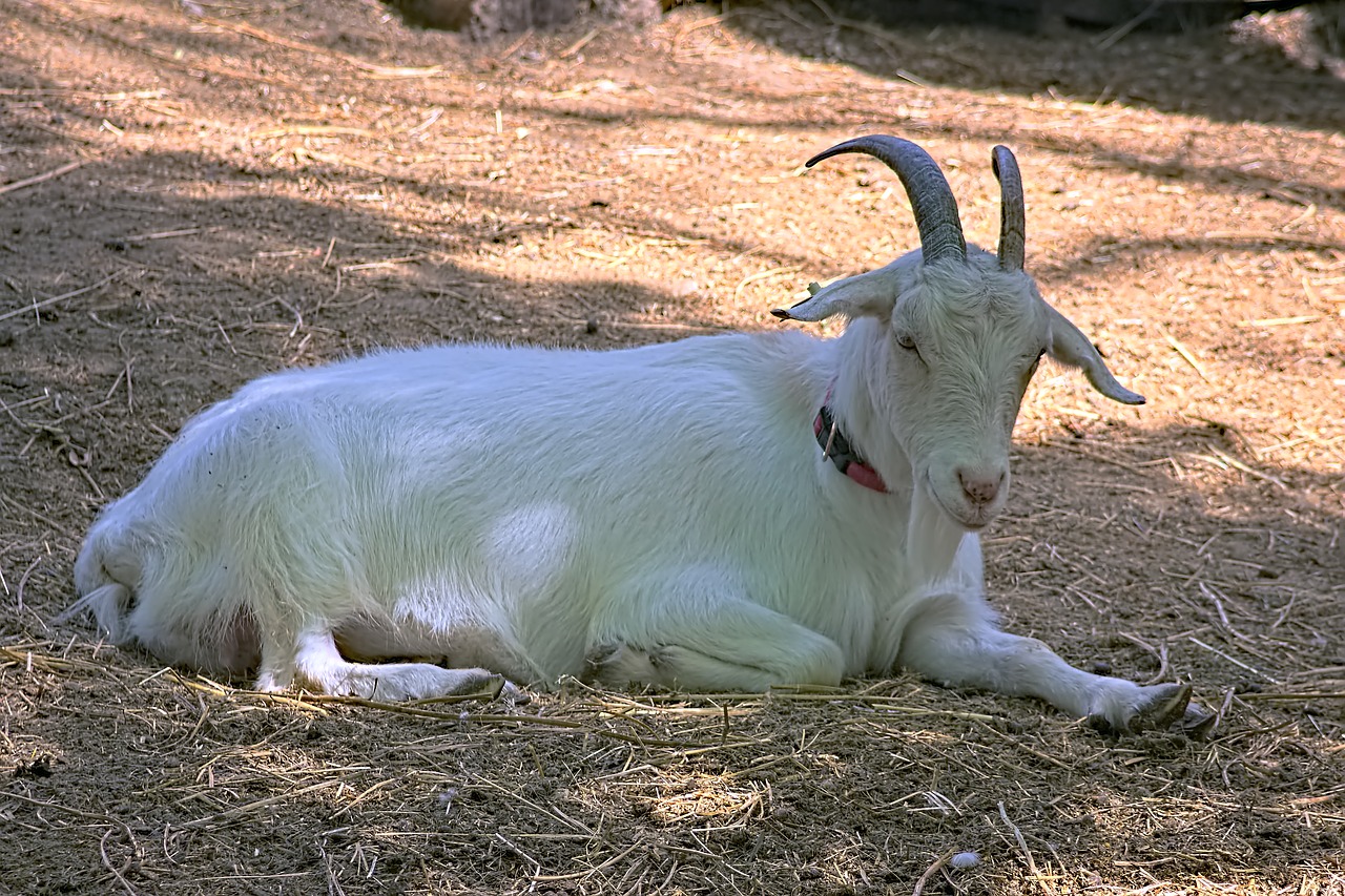 goat  pets  herbivore free photo