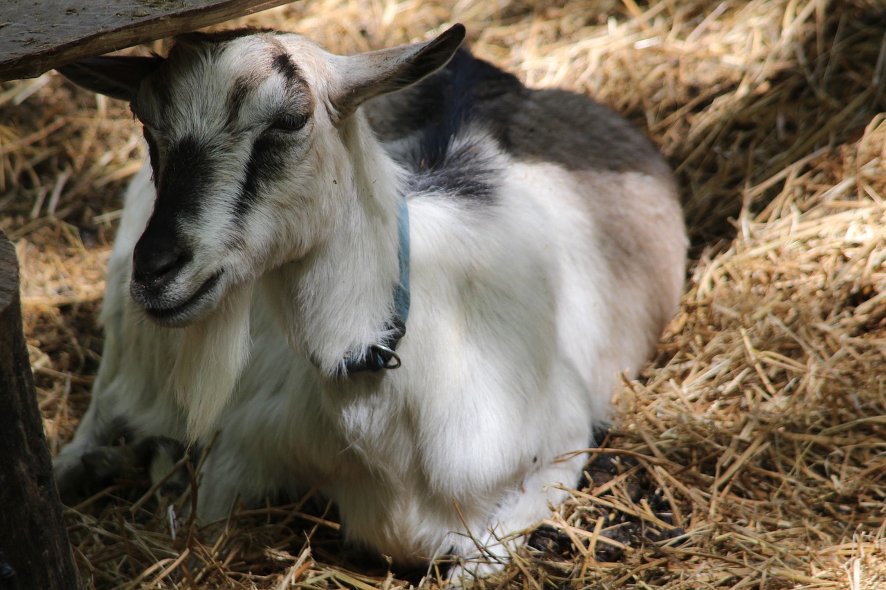 goat  animal  farm free photo