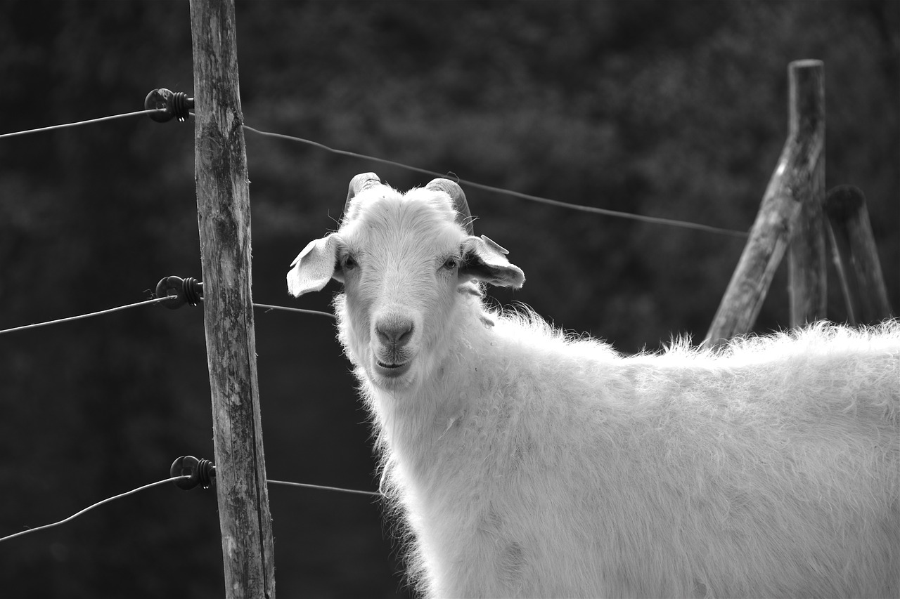 goat  cornu  herbivore free photo