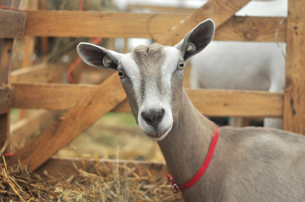 goat  farm  animal free photo