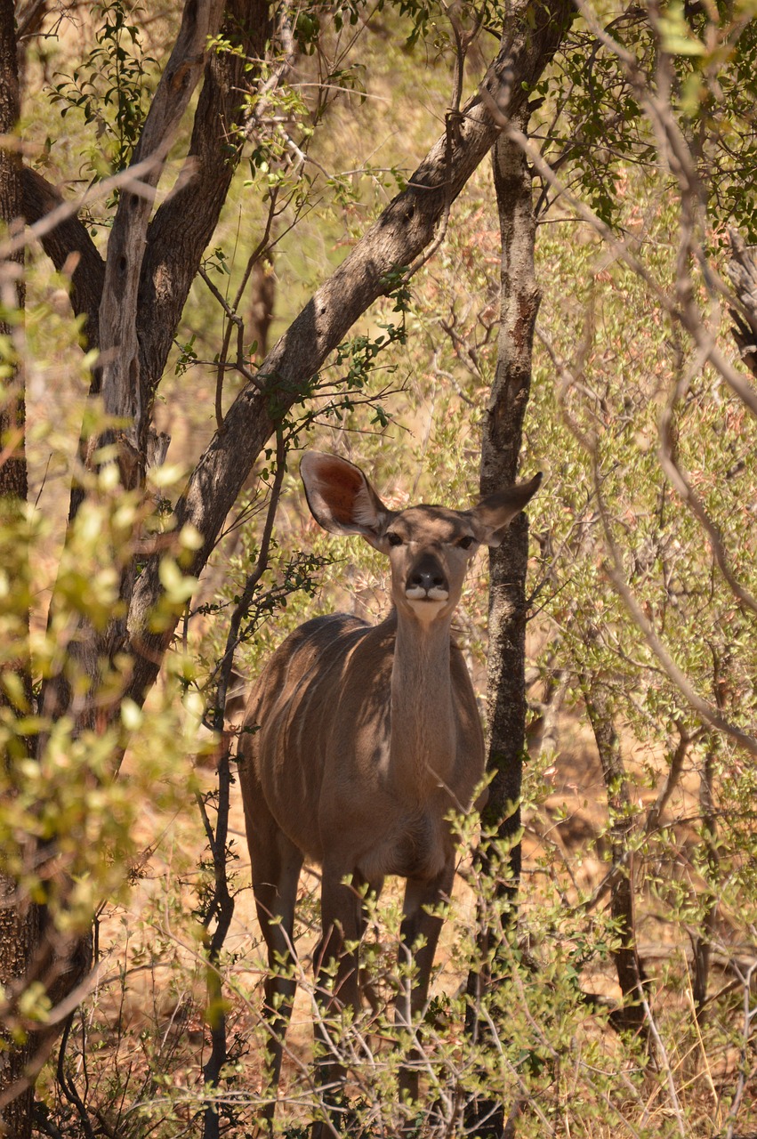 goat  wild  nature free photo