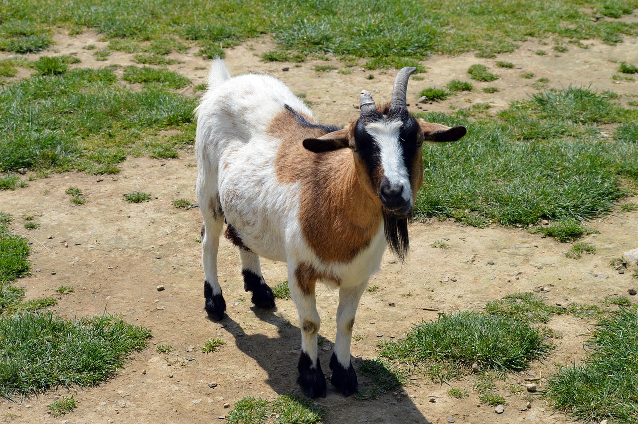 goat  mammal  nature free photo